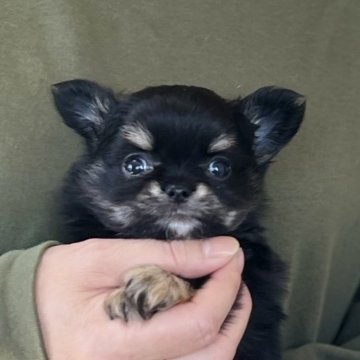 チワワ(ロング)【愛知県・男の子・2025年10月19日・ブラック&タン】の写真「12/15までのネット限定販売🌟両親遺伝子クリア」