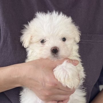 マルチーズ【愛知県・男の子・2025年3月24日・ホワイト】の写真「両親遺伝子クリア」