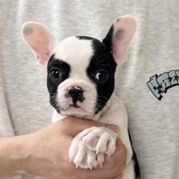 フレンチブルドッグ【愛知県・男の子・2025年1月5日・パイド】の写真「3/8までのネット限定販売⭐️両親DMクリア」