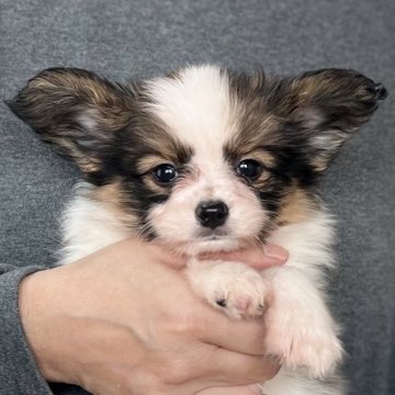 パピヨン【愛知県・女の子・2025年9月13日・ホワイト&セーブル】の写真「11月までのネット限定販売🌟両親VWDクリア」