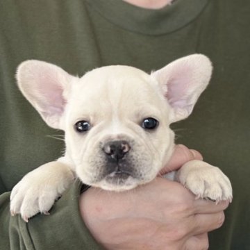 フレンチブルドッグ【愛知県・男の子・2025年10月12日・クリーム】の写真「12/08までのネット限定販売🌟人気のクリーム」