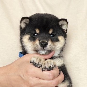 柴犬(豆柴)【愛知県・女の子・2025年8月7日・黒】の写真「10/3までのネット限定販売✨両親遺伝子クリア」