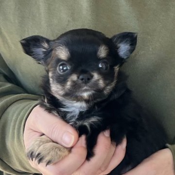 チワワ(ロング)【愛知県・女の子・2025年10月19日・ブラッククリーム&ホワイト】の写真「12/15までのネット限定販売🌟両親遺伝子クリア」
