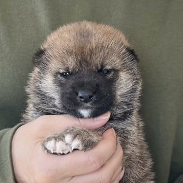 柴犬(豆柴)【愛知県・男の子・2025年10月28日・赤】の写真「12/24までのネット限定販売🌟両親遺伝子クリア」