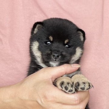 柴犬(豆柴)【愛知県・女の子・2025年8月7日・黒】の写真「1両親遺伝子クリア」