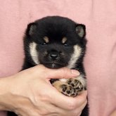 柴犬(豆柴)