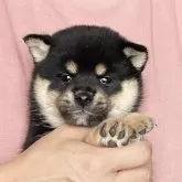 豆柴