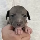 イタリアングレーハウンド