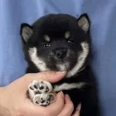 豆柴