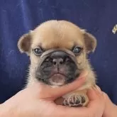 フレンチブルドッグ