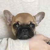 フレンチブルドッグ【愛知県・男の子・2025年10月9日・フォーン(レッドフォーン)】の写真1