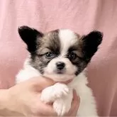 パピヨン