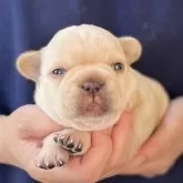 フレンチブルドッグ