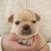 フレンチブルドッグ