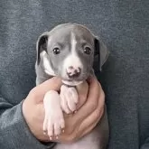 イタリアングレーハウンド