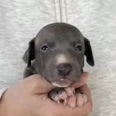 イタリアングレーハウンド