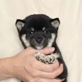 豆柴