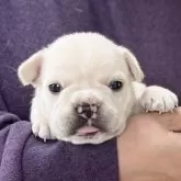 フレンチブルドッグ