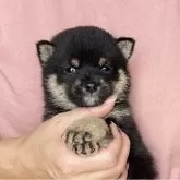 豆柴