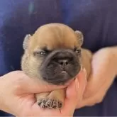 フレンチブルドッグ