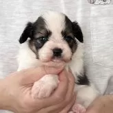 パピヨン
