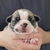 フレンチブルドッグ