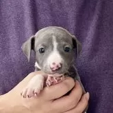 イタリアングレーハウンド