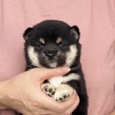 柴犬(豆柴)