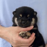 柴犬(豆柴)