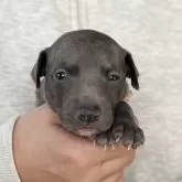 イタリアングレーハウンド