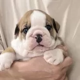 ブルドッグ