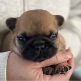 フレンチブルドッグ