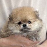 ポメラニアン