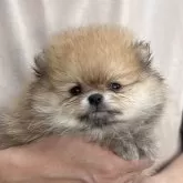 ポメラニアン