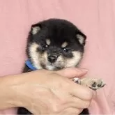 豆柴