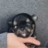 チワワ(ロング)