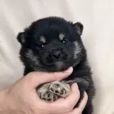 豆柴