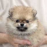 ポメラニアン
