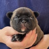 フレンチブルドッグ