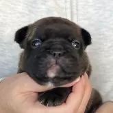 フレンチブルドッグ