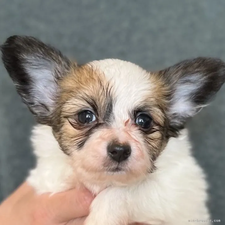 ID:2302-04327の子犬