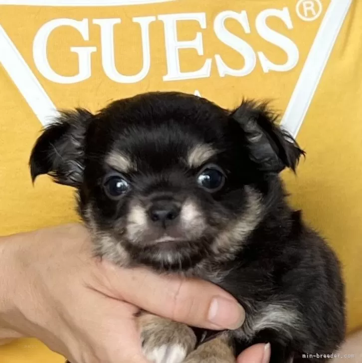 ID:2408-05727の子犬