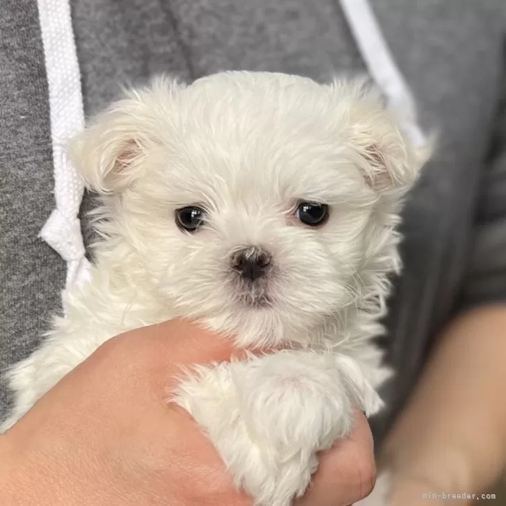 ID:2402-05964の子犬