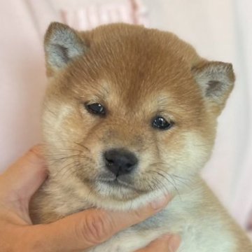 柴犬(豆柴)【愛知県・女の子・2023年10月12日・赤色】の写真「美人ママからの子犬です🌟」