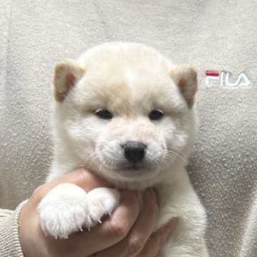 柴犬(豆柴)【愛知県・男の子・2023年10月27日・白色】の写真「父豆柴　母豆柴認定🌟」