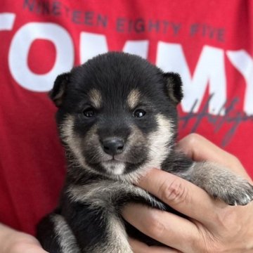 柴犬(豆柴)【愛知県・男の子・2023年9月18日・黒色】の写真「4匹兄妹の男の子❣️しっかりとした顔立ちです✨」