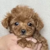 ティーカッププードル【愛知県・男の子・2024年2月15日・レッド】の写真1