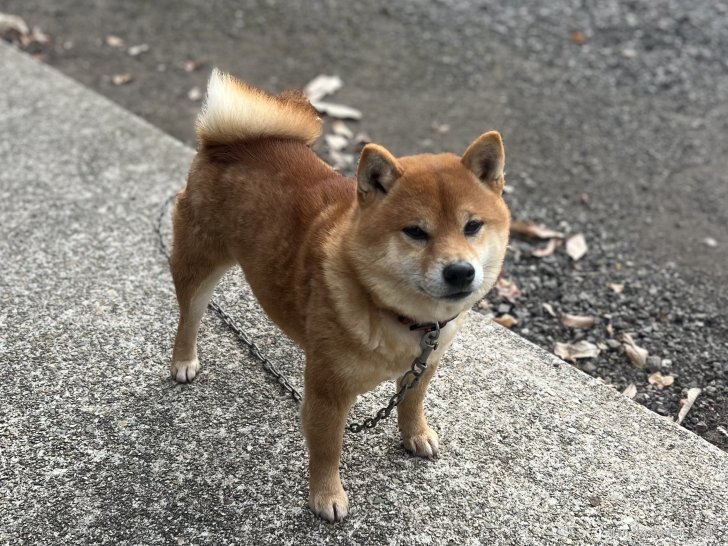 豆柴【・男の子・2021年10月11日・赤】