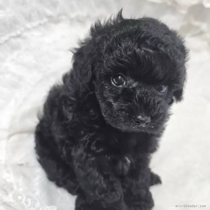 T.K 様のお迎えした子犬