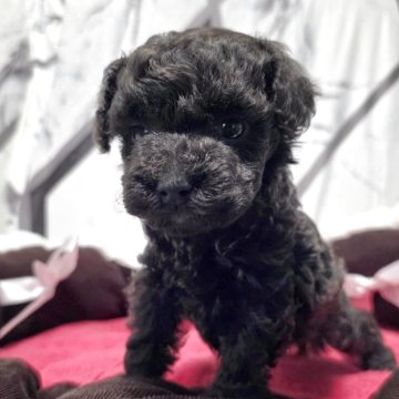 タイニープードル【岐阜県・男の子・2025年11月5日・ブラウン】の写真「活発で元気な可愛い男の子♂」